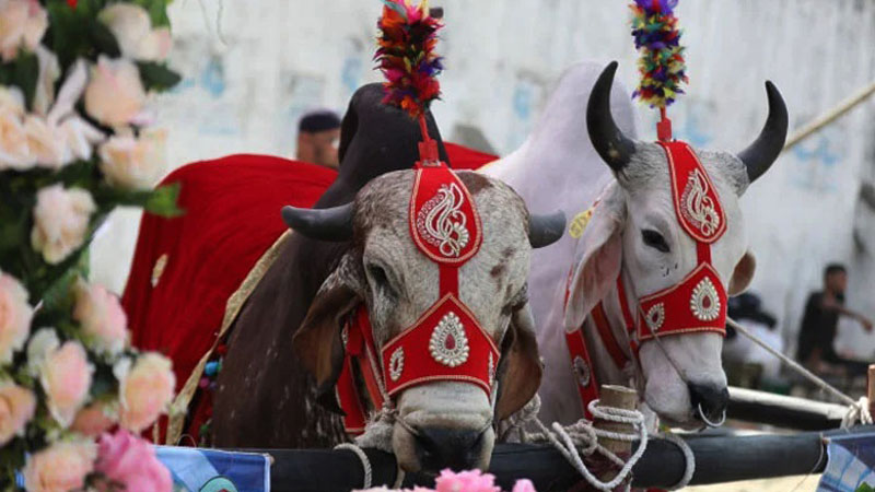 ঢাকায় বসছে গরু-ছাগলের মেলা ঢাকায় বসছে গরু-ছাগলের মেলা