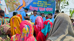 হাঁসের বাচ্চা পেয়ে খুশি সুন্দরবনের নিম্ন আয়ের মানুষ