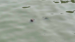 রাজধানীর হাতিরঝিল থেকে যুবকের মরদেহ উদ্ধার