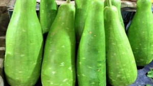 গরমে পেট ঠান্ডা রাখে লাউ 