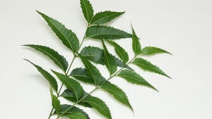 গরমে নিম পানিতে গোসলের উপকারিতা