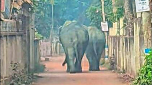 খাদ্যের খোঁজে লোকালয়ে হাতি, বাড়ছে প্রাণহানি