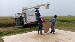 বোরো ধান কেটে হাওরেই বিক্রি, দামে খুশি কৃষক