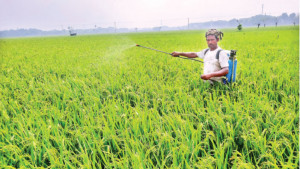 বোরো ক্ষেতে হিট শক ব্লাস্ট সংক্রমণের শঙ্কা