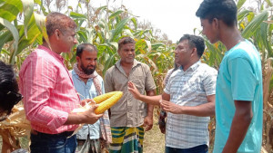 দুই গবেষকের বায়োচারসমৃদ্ধ সারে ভুট্টার ভালো ফলন