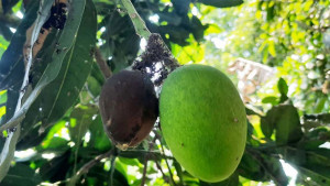 খরায় ঝরে যাচ্ছে আমের গুটি, ফলন নিয়ে শঙ্কা