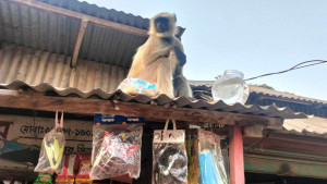 কালোমুখো হনুমানটি উদ্ধারের সিদ্ধান্ত