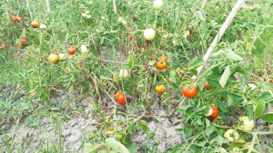 তাপপ্রবাহে ক্ষেতেই  নষ্ট হচ্ছে টমেটো