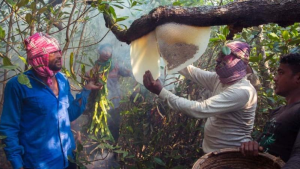সুন্দরবনে মধু সংগ্রহ শুরু হচ্ছে আজ