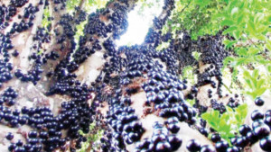 ব্রাজিলের আঙুর ফল জাবুতিকাবা