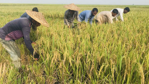 নলুয়ার হাওরে সোনারঙা বোরোর ঝিলিক