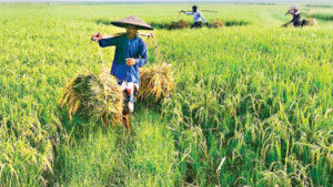 হাওরে আনন্দ আছে শঙ্কাও