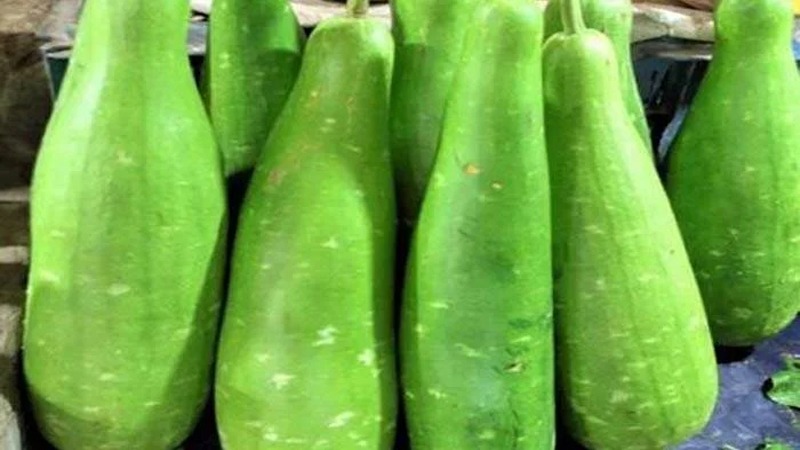 গরমে পেট ঠান্ডা রাখে লাউ গরমে পেট ঠান্ডা রাখে লাউ