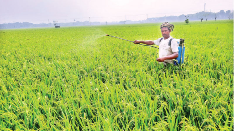 বোরো ক্ষেতে হিট শক ব্লাস্ট সংক্রমণের শঙ্কা বোরো ক্ষেতে হিট শক ব্লাস্ট সংক্রমণের শঙ্কা