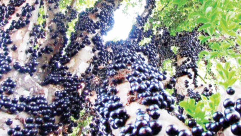 ব্রাজিলের আঙুর ফল জাবুতিকাবা ব্রাজিলের আঙুর ফল জাবুতিকাবা