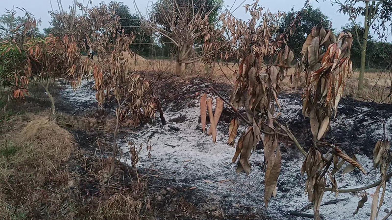 আগুনে শেষ ফল চাষির স্বপ্ন আগুনে শেষ ফল চাষির স্বপ্ন