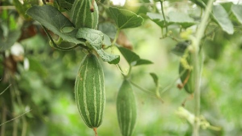 পটোলের যত গুণ পটোলের যত গুণ