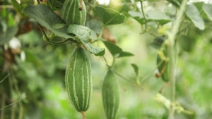 পটোলের যত গুণ