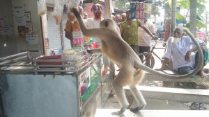 খাবারের সন্ধানে লোকালয়ে হনুমানের দল 