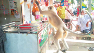 খাদ্যের সন্ধানে জনপদে মুখপোড়া হনুমান