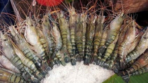এক বছরে কমেছে ৬৭৭  কোটি টাকার রপ্তানি আয়