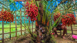 সৌদি আরবের খেজুর চাষে সফল ‘খেজুর মোতালেব’