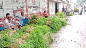 চারার হাটে সবাই খুশি অর্থযোগ কৃষকের
