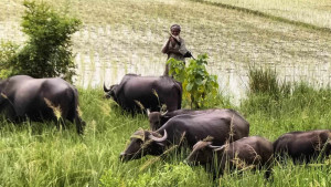 চলনবিল অঞ্চল থেকে হারিয়ে যাচ্ছে মহিষ