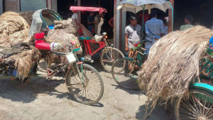 পাট চাষে আগ্রহ হারাচ্ছেন কৃষক