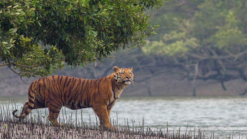 বাঘের সঙ্গে লড়ে বেঁচে ফিরলেন তারা বাঘের সঙ্গে লড়ে বেঁচে ফিরলেন তারা