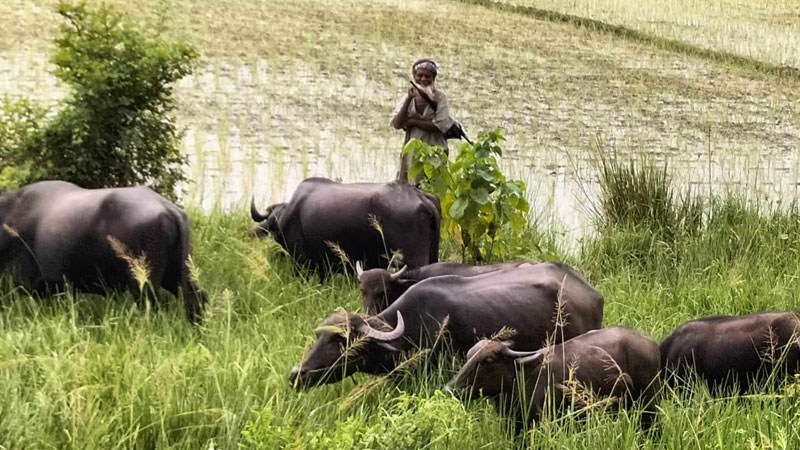 চলনবিল অঞ্চল থেকে হারিয়ে যাচ্ছে মহিষ চলনবিল অঞ্চল থেকে হারিয়ে যাচ্ছে মহিষ