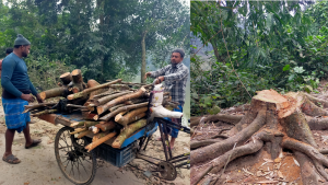 সরকারি সড়কের গাছ কাটতে আ.লীগ-বিএনপি মিলেমিশে একাকার!