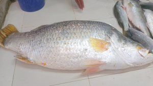 বলেশ্বরের মোহনায় মিলল ১৮ কেজির কোরাল, যত টাকায় বিক্রি
