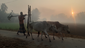 তেঁতুলিয়ায় মৃদু শৈত্যপ্রবাহ, ৩ ডিগ্রি কমেছে তাপমাত্রা
