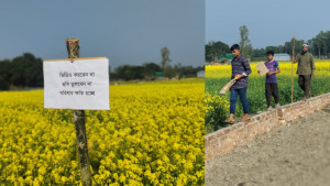 সরিষা ক্ষেতে প্রবেশ বন্ধে লাঠি হাতে চাষির পাহারা