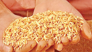 ঘুষে নির্ধারণ বোরো বীজের বরাদ্দ
