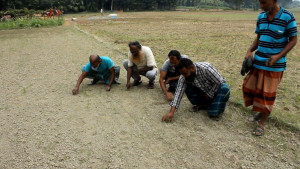 বিনামূল্যের বীজে চার হাজার কৃষকের সর্বনাশ
