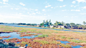 মাছ চাষে সর্বনাশ কৃষির