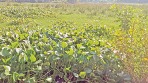 বোয়ালখালীতে অনাবাদি দুই হাজার একর ফসলি জমি