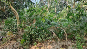 অবহেলায় পড়ে আছে মুন্সীগঞ্জের বধ্যভূমি