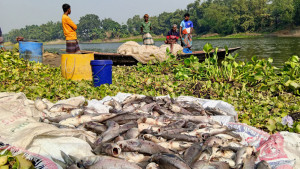 জলাশয়ে বিষ, চার দিন ধরে ভাসছে মরা মাছ