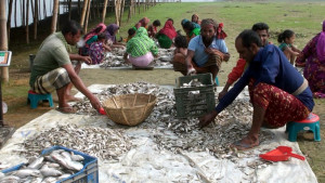 জীবিকা সংকটের শঙ্কা ৫ শতাধিক পরিবারে