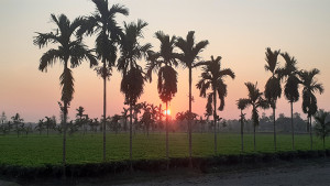 তেঁতুলিয়ার তাপমাত্রা ৯ ডিগ্রির ঘরে, বইছে শৈত্যপ্রবাহ