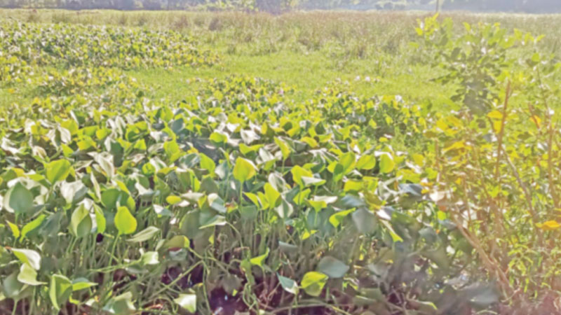 বোয়ালখালীতে অনাবাদি দুই হাজার একর ফসলি জমি বোয়ালখালীতে অনাবাদি দুই হাজার একর ফসলি জমি