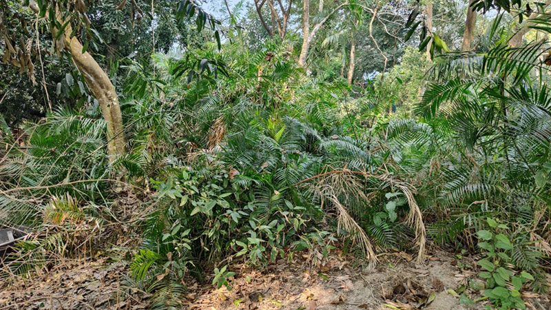 অবহেলায় পড়ে আছে মুন্সীগঞ্জের বধ্যভূমি অবহেলায় পড়ে আছে মুন্সীগঞ্জের বধ্যভূমি