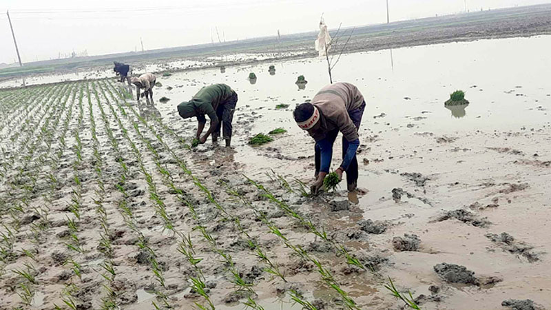 হাওরে বোরো চারা রোপণে ব্যস্ত চাষি হাওরে বোরো চারা রোপণে ব্যস্ত চাষি