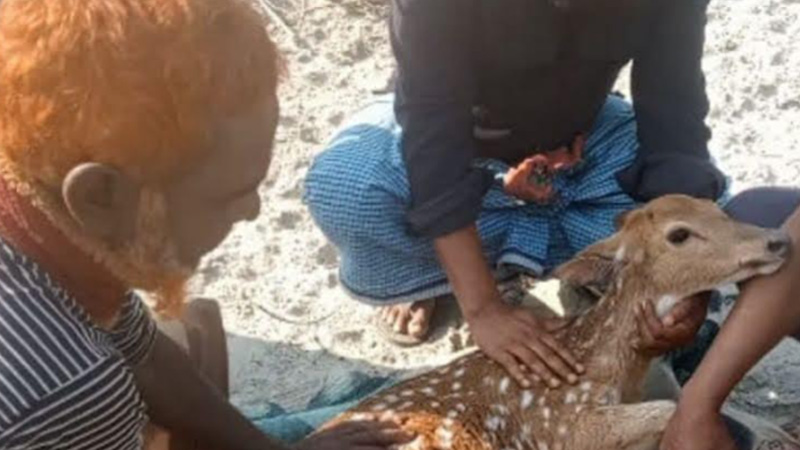 সুন্দরবনে বাঘের ধাওয়ায় হরিণ লোকালয়ে সুন্দরবনে বাঘের ধাওয়ায় হরিণ লোকালয়ে