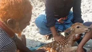 সুন্দরবনে বাঘের ধাওয়ায় হরিণ লোকালয়ে