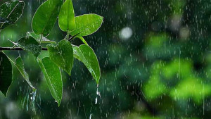 গাইবান্ধায় গুঁড়ি গুঁড়ি বৃষ্টি, দুর্ভোগে জনসাধারণ