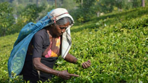 তেলের ঋণ চা-পাতা দিয়ে শোধ করলো শ্রীলঙ্কা